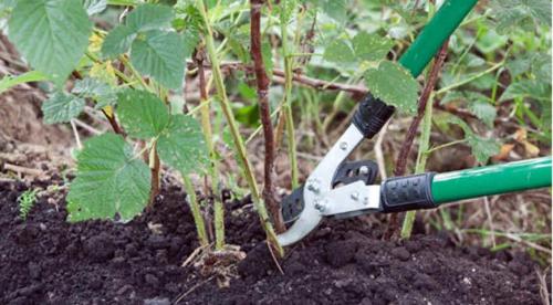 Малина ремонтантная посадка и уход в открытом грунте. Уход в период вегетации