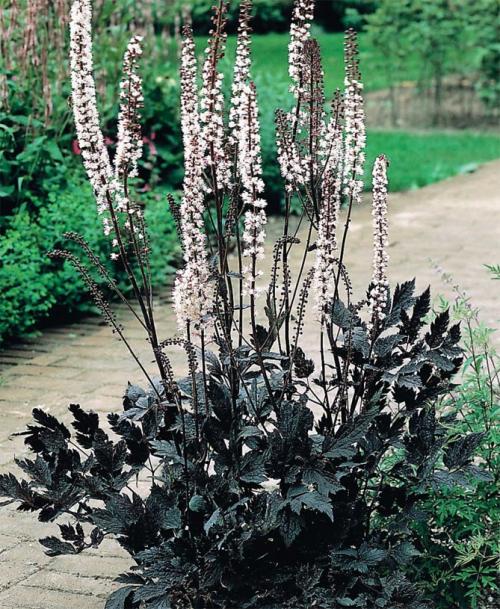 Какие садовые растения любят тень и полутень. Высокие многолетние растения