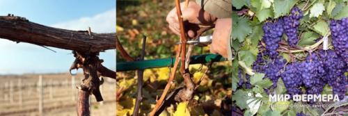 Осенняя обрезка винограда. Обрезка винограда осенью для начинающих