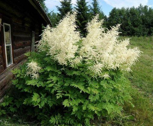 Какие садовые растения любят тень и полутень. Высокие многолетние растения