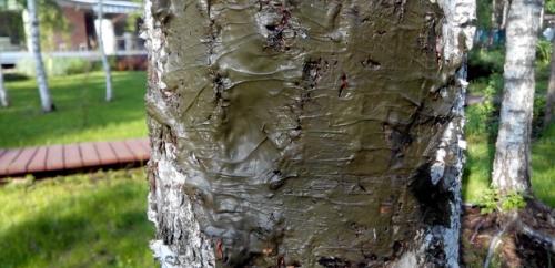 Как лечить ствол яблони. Лечение старой яблони (дереву 20 лет) 02 Как лечить ствол яблони. Лечение старой яблони (дереву 20 лет) 02