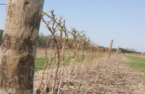 Посадка малины ремонтантной осенью. Как правильно сажать ремонтантную малину 05 Посадка малины ремонтантной осенью. Как правильно сажать ремонтантную малину 05