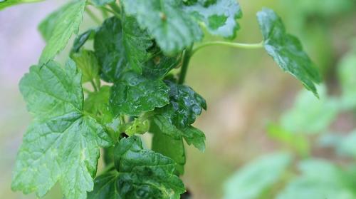 У смородины скручиваются листья чем обработать. Меры исправления 03 У смородины скручиваются листья чем обработать. Меры исправления 03