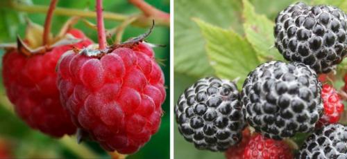 Промышленное выращивание малины. Технология фермерского выращивания малины