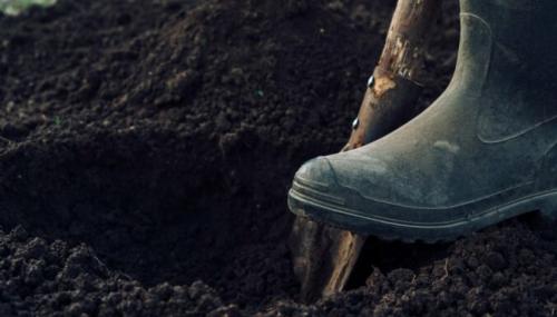 Что делать с незрелыми яблоками. APP - Article Actions