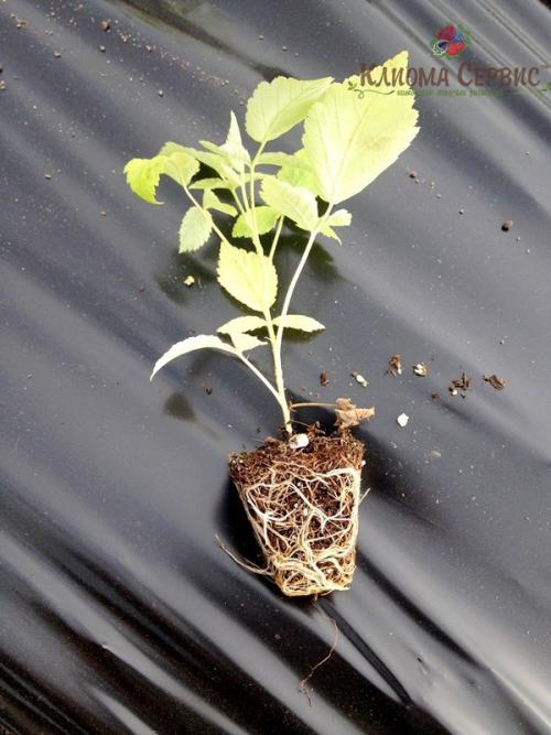 Посадка малины под агроволокно. Сроки посадки малины под пленку