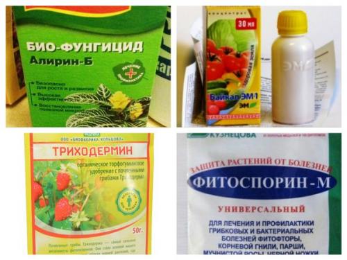 Как обеззаразить землю на зиму. Биологический метод