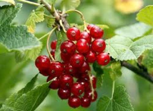 Мало ягод на красной смородине. Почему у смородины мелкие ягодки?