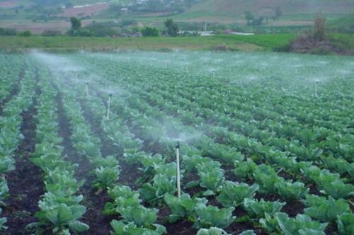 Можно ли поливать капусту сверху. Когда и как часто поливать капусту