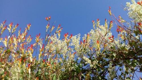 Какие овощи любят солнце. Что посадить на солнцепеке: жаростойкие растения