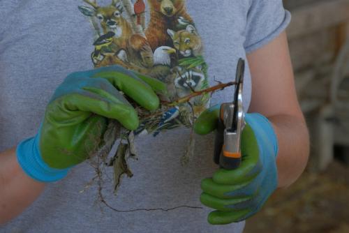 Размножение малины верхушечными отводками. Размножение малины корневыми черенками