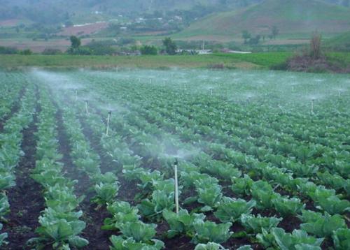 Полив капусты в открытом грунте. Капуста и капельный полив