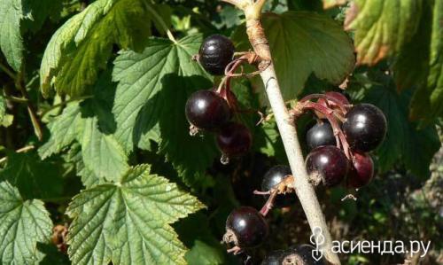 Мало ягод на красной смородине. Почему у смородины мелкие ягодки?