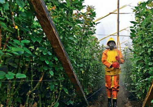 Чем обеззаразить землю осенью. Дезинфекция теплицы осенью: составы 01