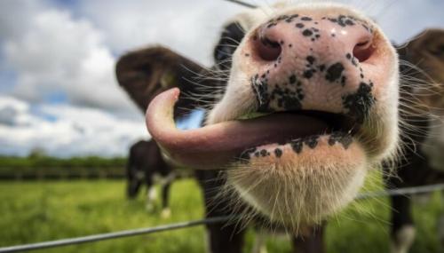 Что делать с незрелыми яблоками. APP - Article Actions