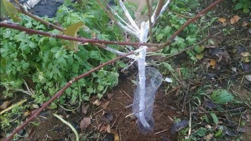 Как укрывать яблоню на зиму пластиковыми бутылками. Простой способ защиты деревьев от грызунов (видео)