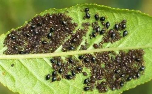 Липкие листья на персике. Чем опасна персиковая тля