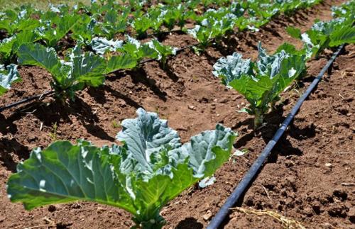 Можно ли поливать капусту сверху. Когда и как часто поливать капусту