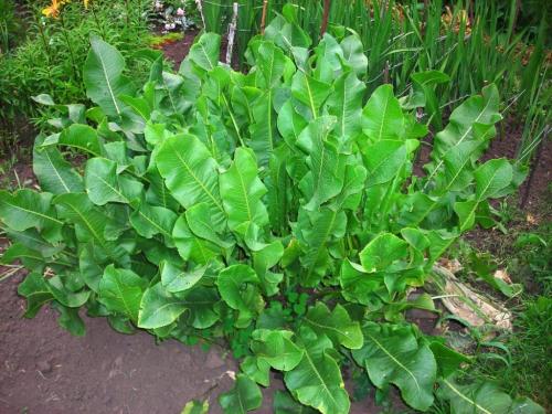 Какие овощи растут в полутени и тени. Овощи, растущие в тени 03 Какие овощи растут в полутени и тени. Овощи, растущие в тени 03