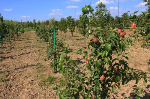 Как посадить яблоню весной. Посадка яблони весной саженцами с закрытой корневой системой