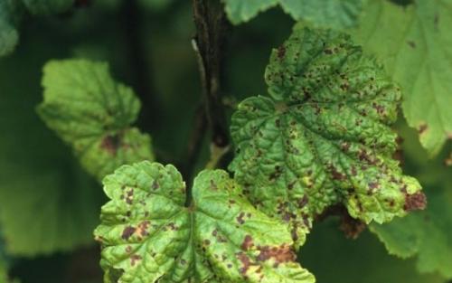 Листья смородины краснеют и скручиваются. Причины появления