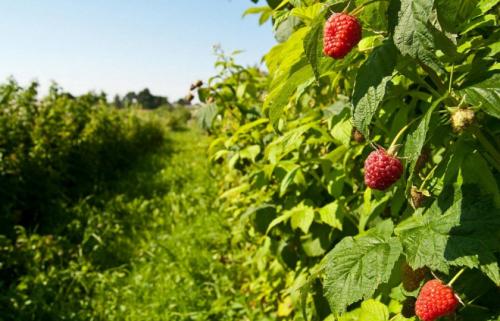 Промышленное выращивание малины. Технология фермерского выращивания малины