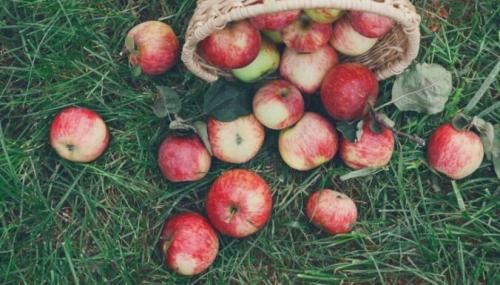 Что делать с незрелыми яблоками. APP - Article Actions