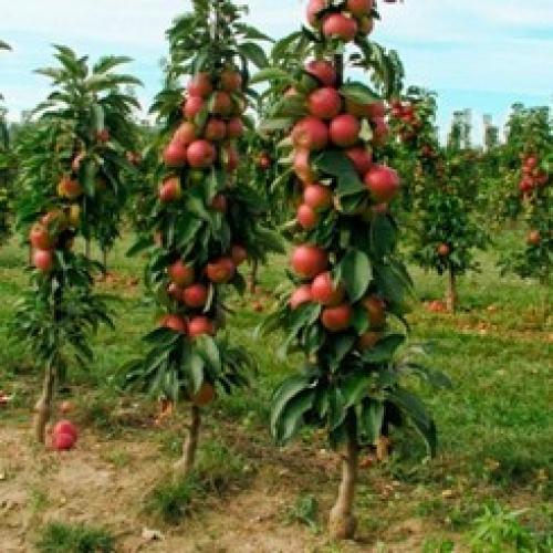 Когда сажать колоновидные яблони. Общие правила посадки 02 Когда сажать колоновидные яблони. Общие правила посадки 02