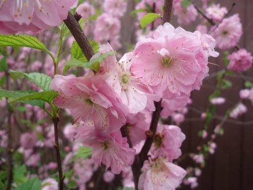 Какие овощи любят солнце. Что посадить на солнцепеке: жаростойкие растения