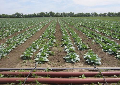 Полив капусты в открытом грунте. Капуста и капельный полив