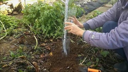 Как укрывать яблоню на зиму пластиковыми бутылками. Простой способ защиты деревьев от грызунов (видео)