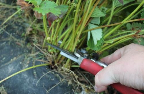 Обрезка листьев клубники во время созревания ягод. Как обрезать листья клубники