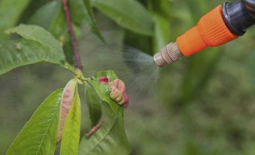 Как правильно утеплить яблоню на зиму. Как утеплить персик на зиму