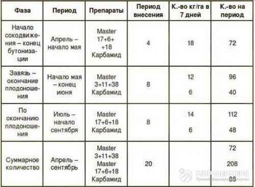 Как убрать на зиму клубнику. Перед заморозками 07