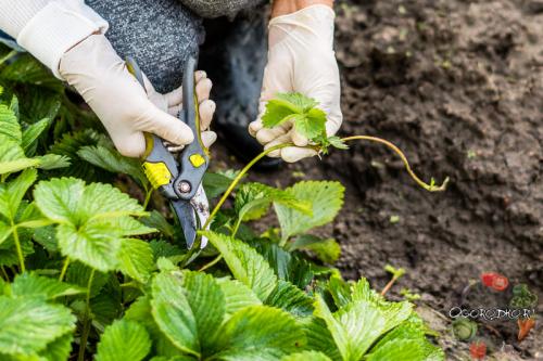 Обрезка клубники. Правильная обрезка клубники весной, летом или осенью — Страна Садов и Огородов