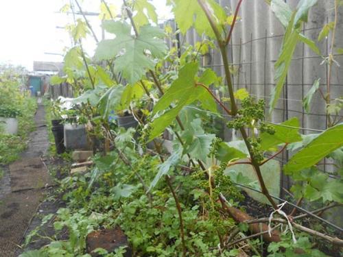 Обработка винограда осенью от оидиума. Профилактика оидиума на винограде: когда и  чем обрабатывать виноград от мучнистой росы