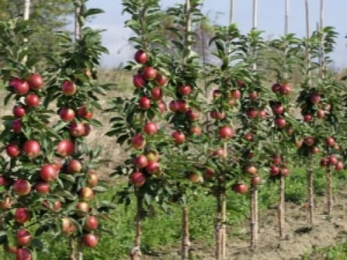 Посадка колоновидных яблонь осенью. Период и правила посадки колоновидных яблонь 01 Посадка колоновидных яблонь осенью. Период и правила посадки колоновидных яблонь 01