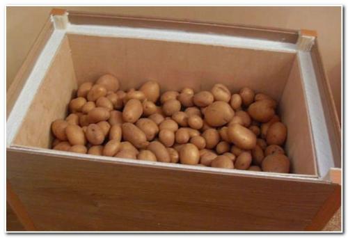 Ящик для хранения картофеля своими руками в погребе. Правила хранения картофеля в погребе зимой 03