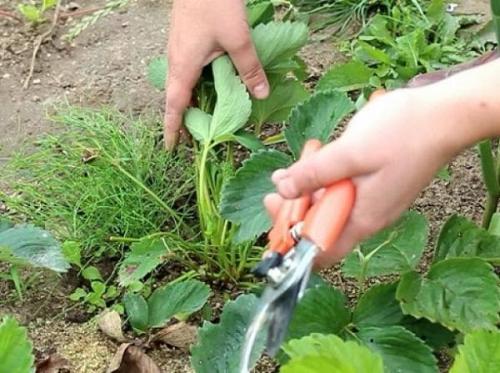 Обрезка листьев клубники во время созревания ягод. Как обрезать листья клубники