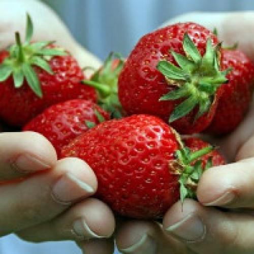 Подкормка клубники. Чем удобрять клубнику весной, летом и осенью