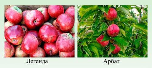 Сорта колоновидных яблонь. Какие лучшие урожайные сорта?