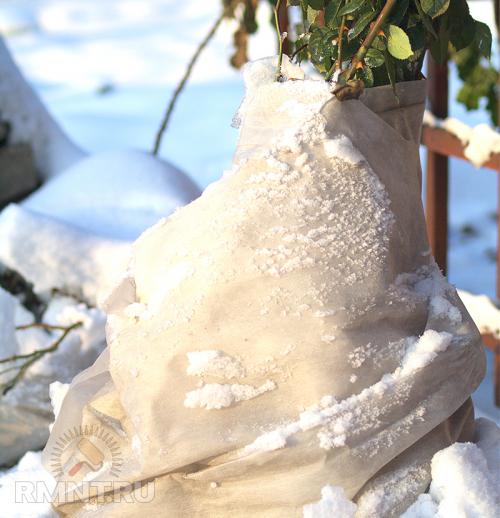 Защита яблонь от грызунов на зиму. Ограждение и обмотка 06