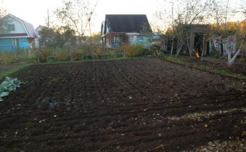 После чего можно сажать клубнику. Когда нужно сажать, что-то после клубники