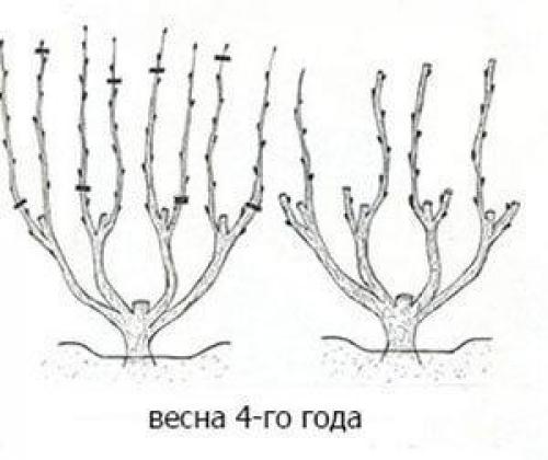 Плодоношение винограда на второй год. Формирование куста винограда в первый год