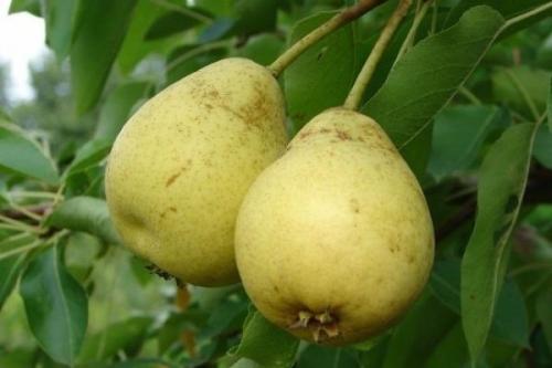 Лучшие сорта ГРУШИ для подмосковья устойчивые к парше. Ранние сорта