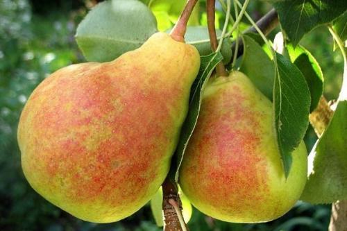 Лучшие сорта ГРУШИ для подмосковья устойчивые к парше. Ранние сорта
