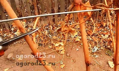 Обрезка винограда на зиму. Для чего надо обрезать виноград осенью