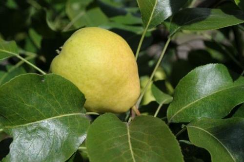 Лучшие сорта ГРУШИ для подмосковья устойчивые к парше. Ранние сорта