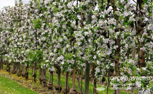 Яблоня валюта посадка. Описание растения и показатели продуктивности