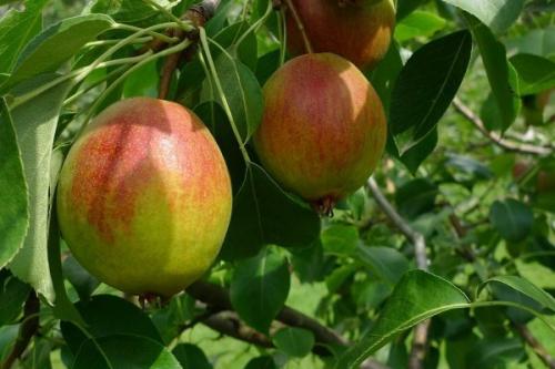 Лучшие сорта ГРУШИ для подмосковья устойчивые к парше. Ранние сорта